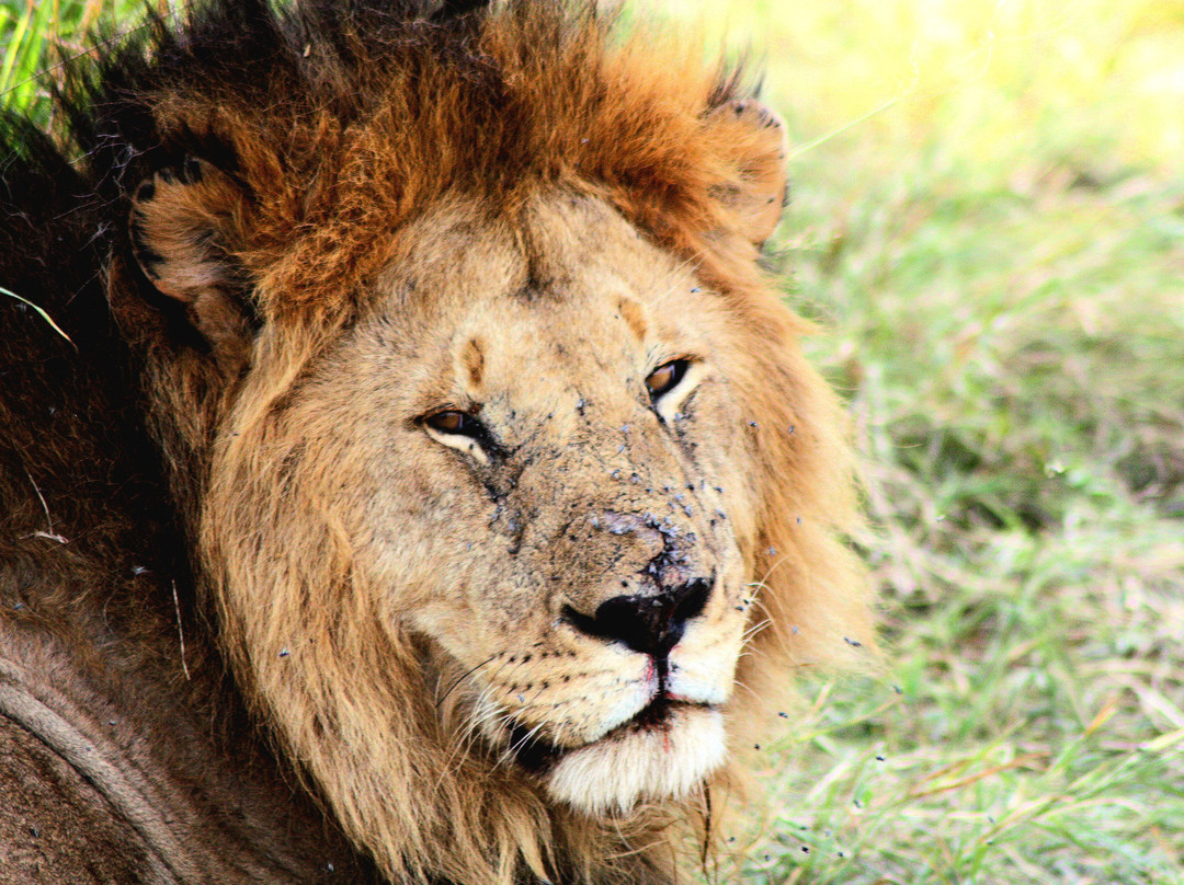 AFRICAN DIURNAL SAFARIS & TOURS-姆万扎必去景点