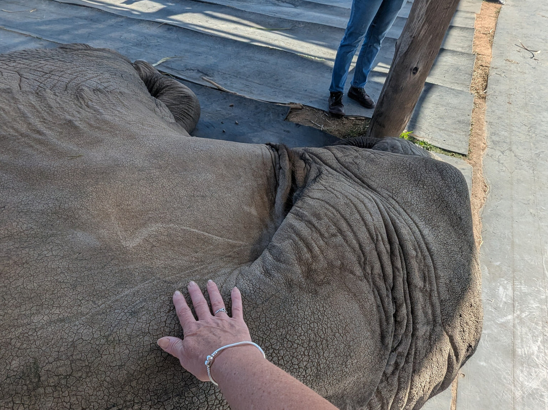 Adventures with Elephants-贝拉贝拉必去景点