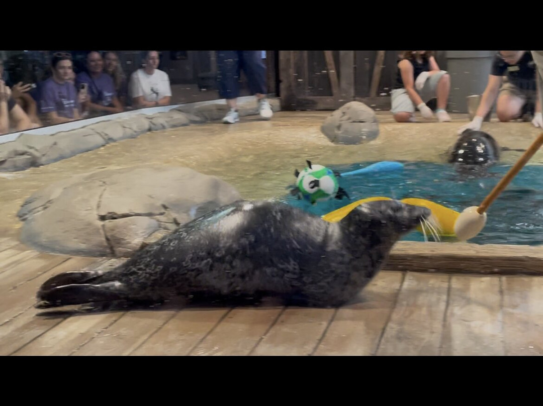 Jenkinson's Aquarium-波因特普莱森海滩必去景点