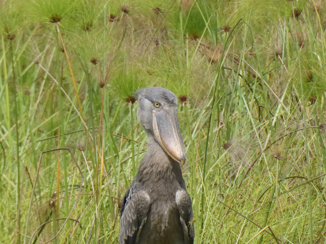 Northern Nature Safaris-Gulu必去景点