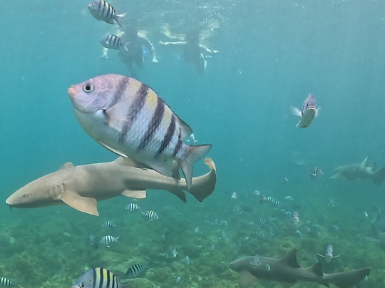 Bruno Galvão-费尔南多-迪诺罗尼亚群岛必去景点