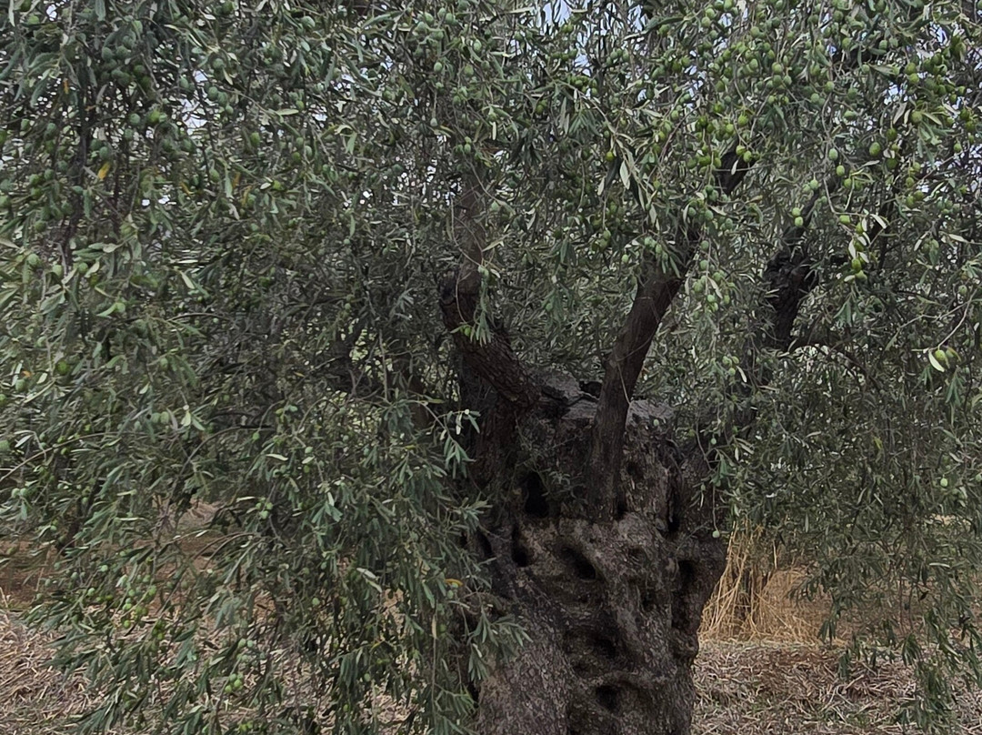 socrates olive oil tasting-Itea必去景点