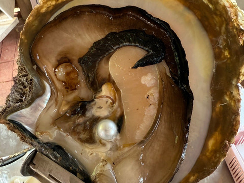 Willie Creek Pearl Farm-布鲁姆必去景点