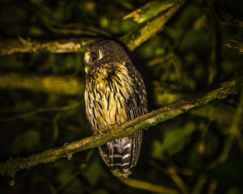 Hotel Holístico Monteverde