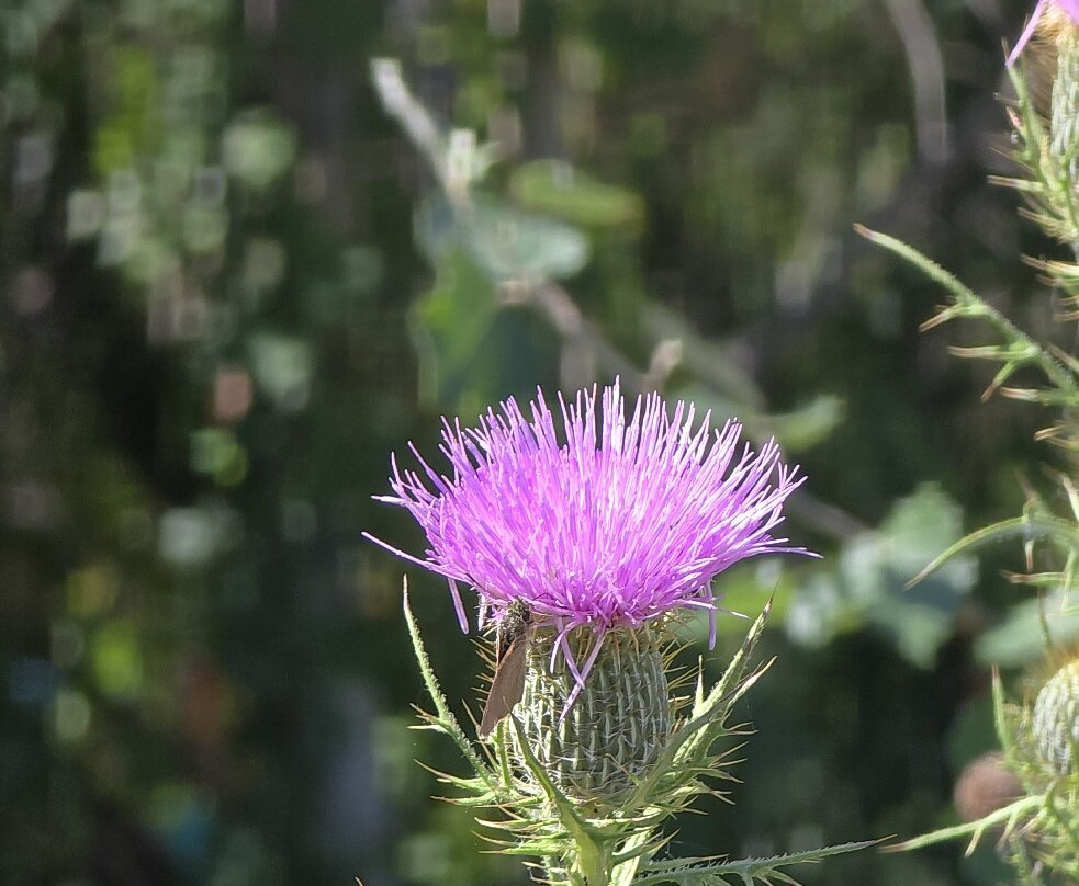 Garrett Family Preserve-开普梅必去景点