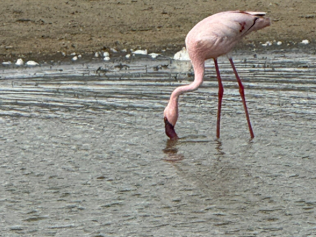 Nayla African Safaris-阿鲁沙必去景点