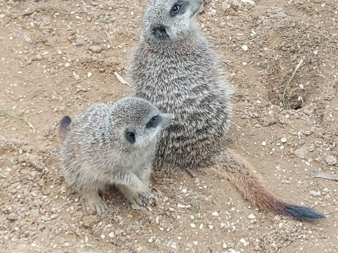 Askham Bryan Wildlife & Conservation Park-约克必去景点