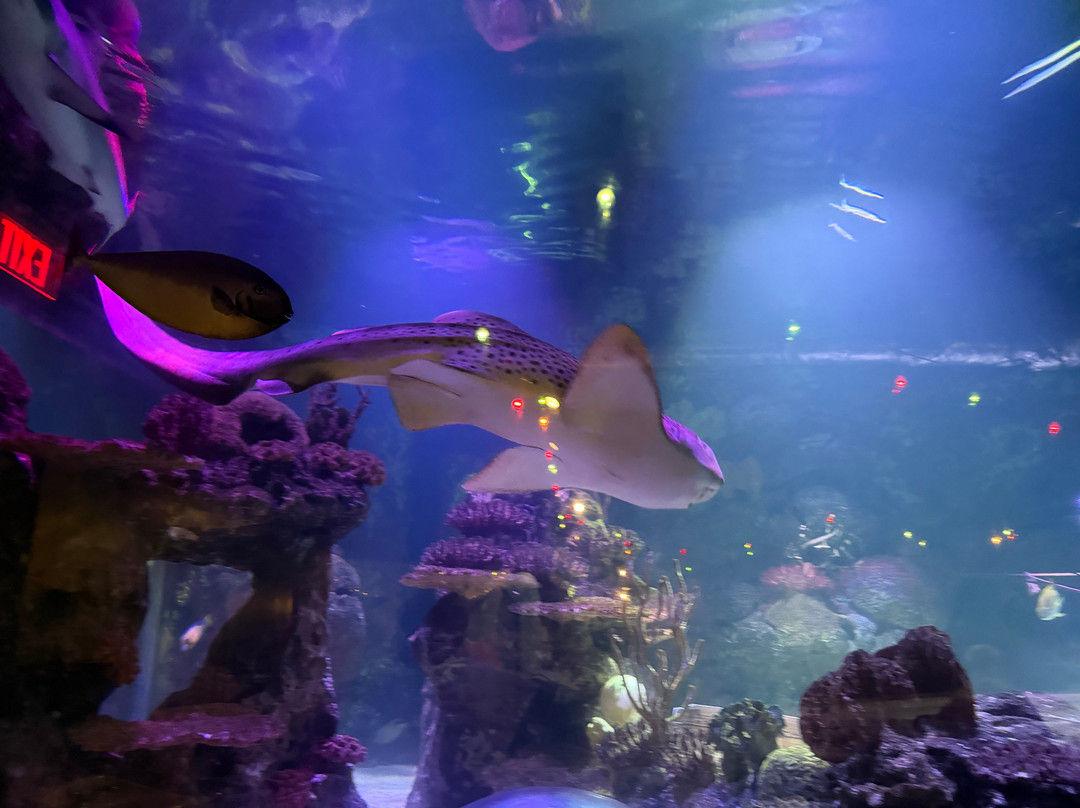 Shreveport Aquarium-什里夫波特必去景点