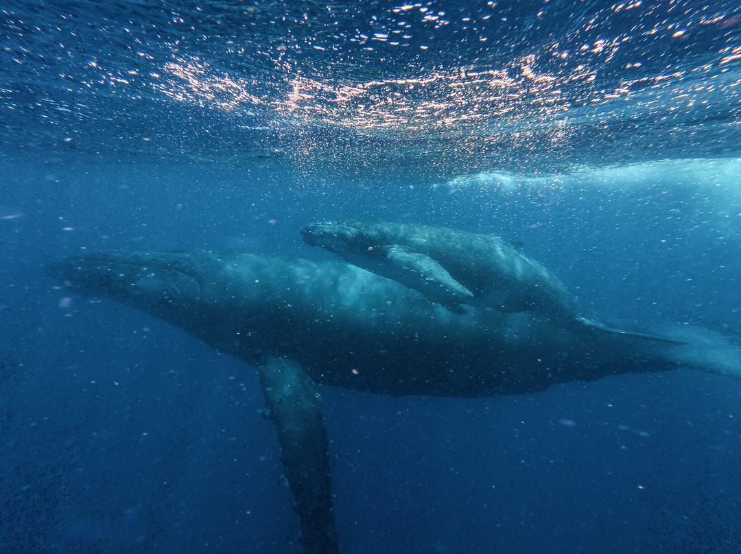 Majestic Whale Encounters-Foa Island必去景点