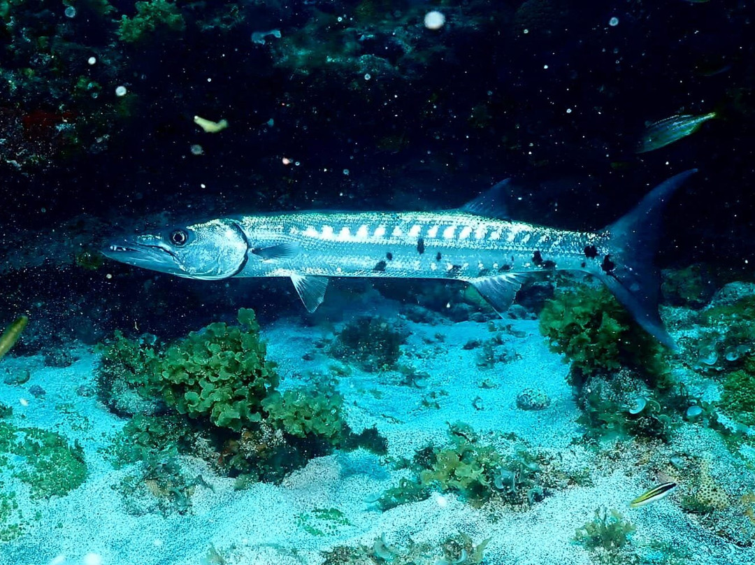 Atlantis Divers-费尔南多-迪诺罗尼亚群岛必去景点