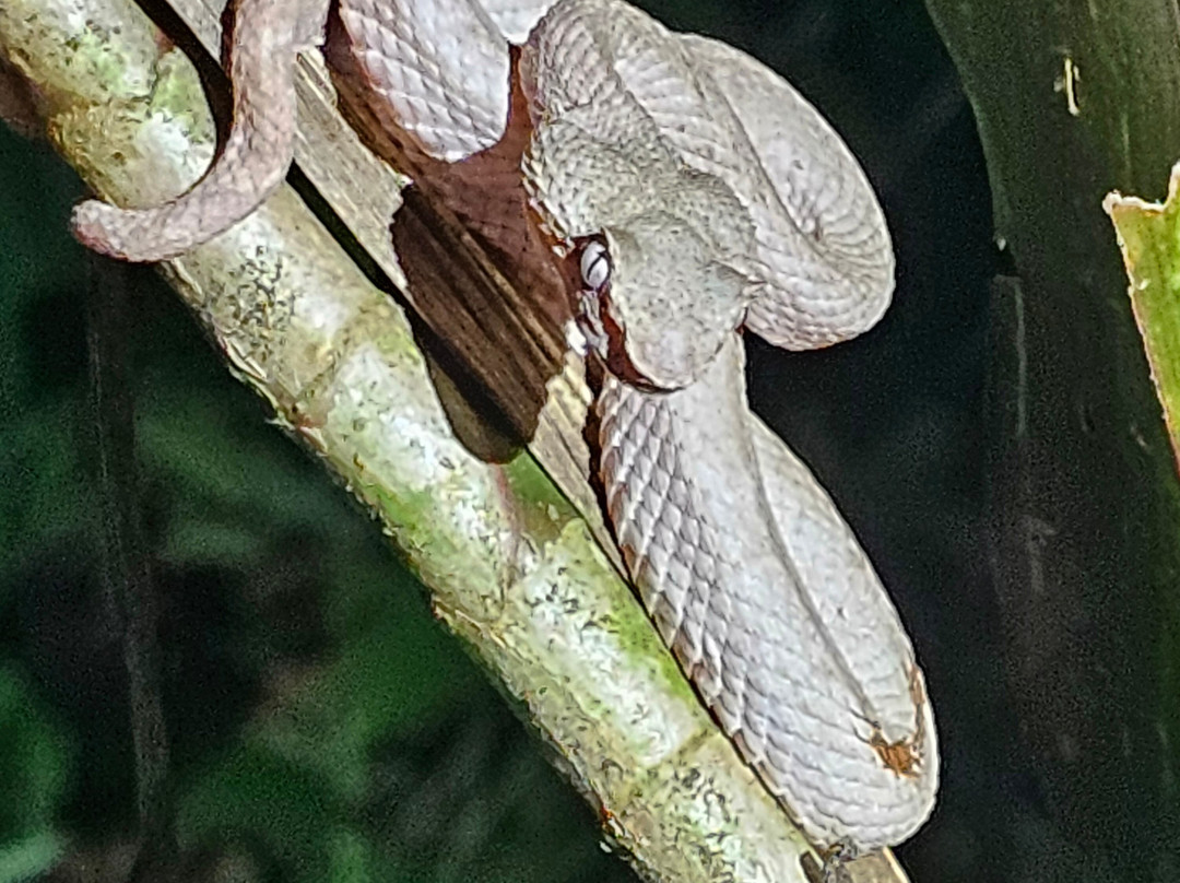 Jungle Night Walk-卡维塔必去景点
