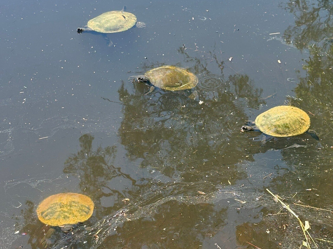 Wittunga Botanic Garden-Blackwood必去景点