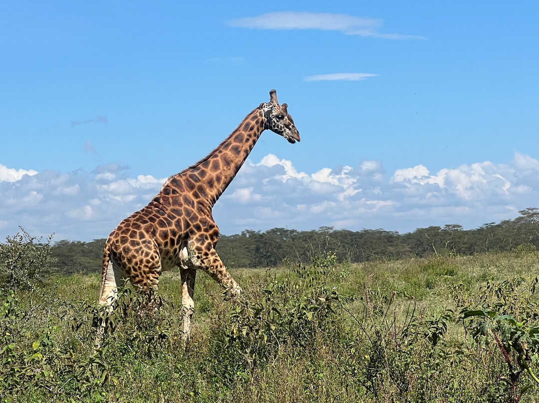 East Africa Adventure Tours and Safaris-马赛马拉国家野生动物保护区必去景点