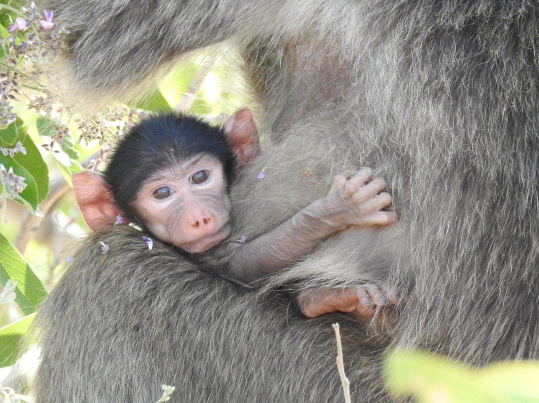 Bearded Heron Safaris-司库库札必去景点