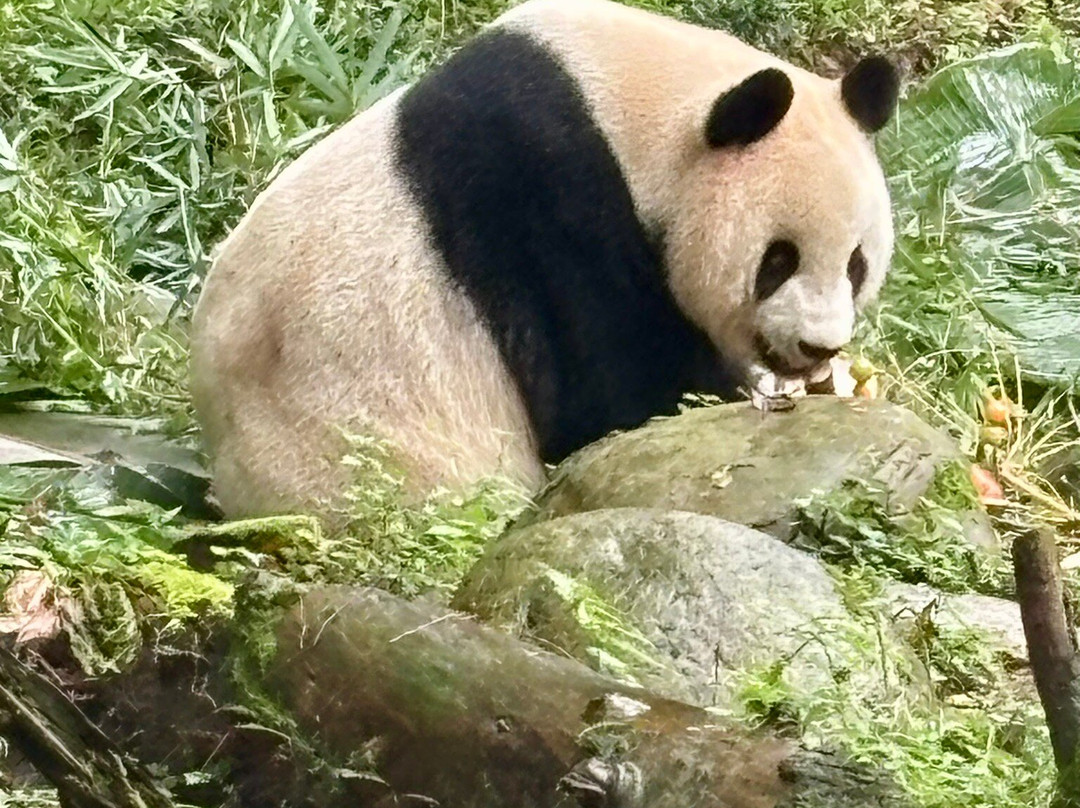 大熊猫保护研究中心都江堰基地-都江堰市必去景点