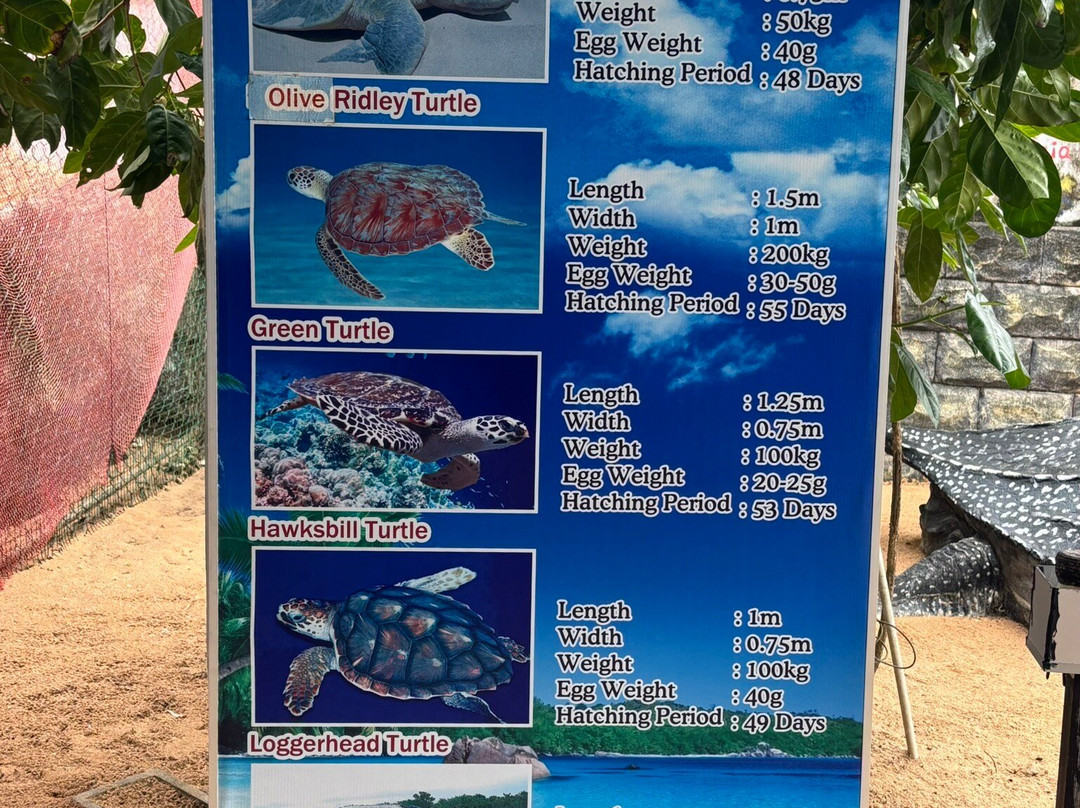 Ahungalla Sea Turtles Conservation And Research Center-亚洪加拉必去景点