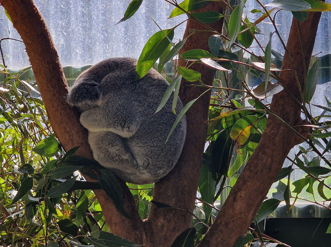 Koala Park Sanctuary-West Pennant Hills必去景点