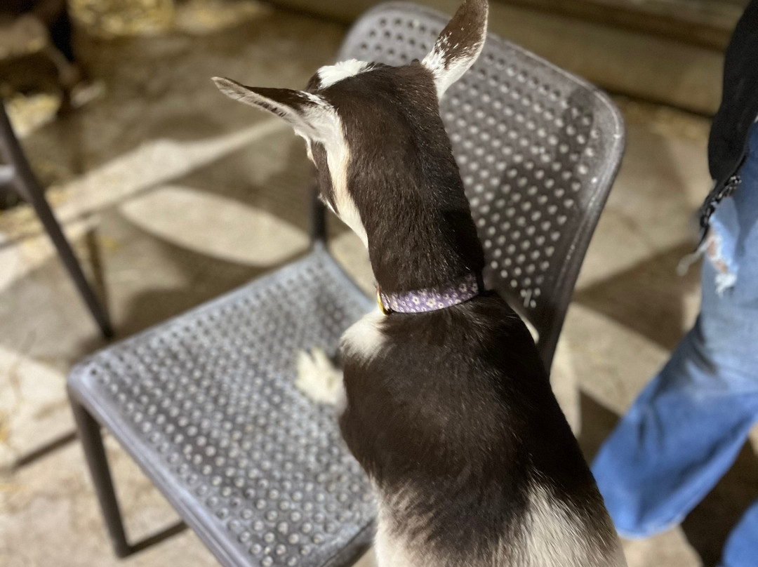 Udderly Ridiculous Farm Life-Blandford-Blenheim必去景点