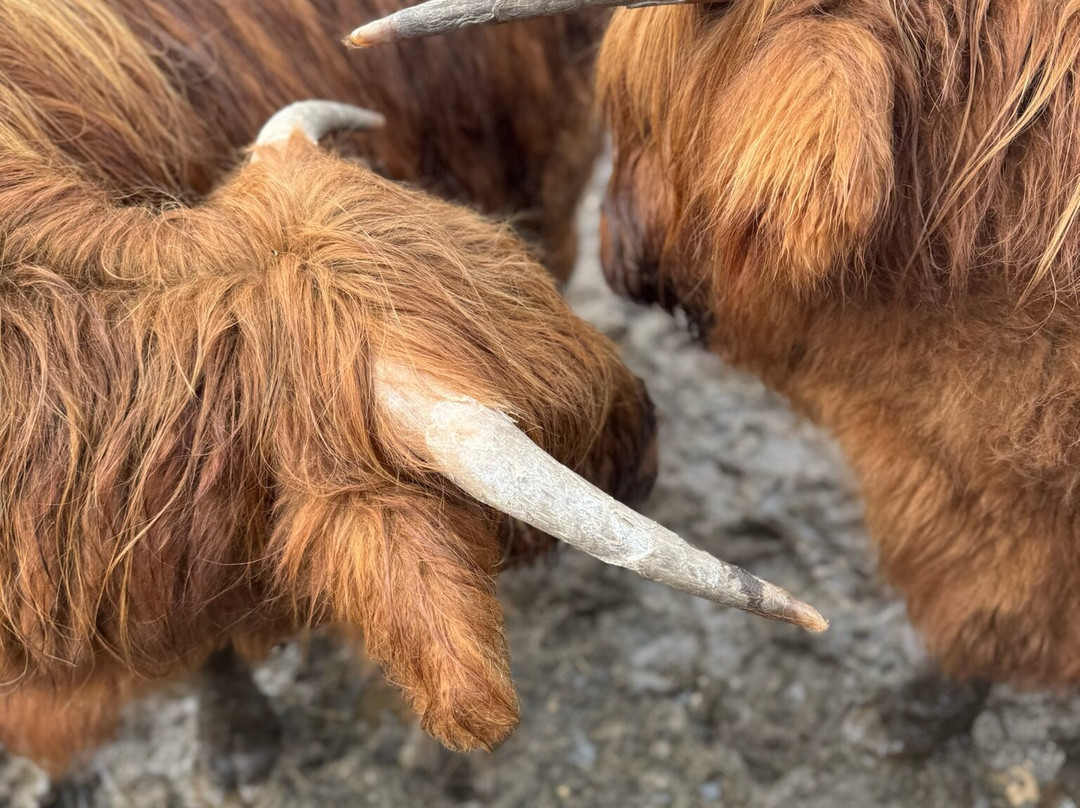 Highland Titles Nature Reserve-Duror必去景点