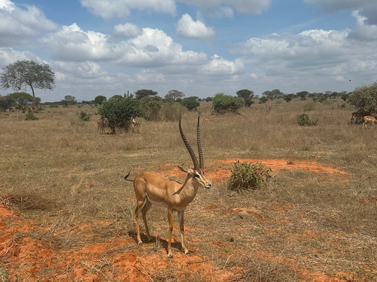 Mastrolindo Escursioni e Safari Kenya-瓦塔木必去景点