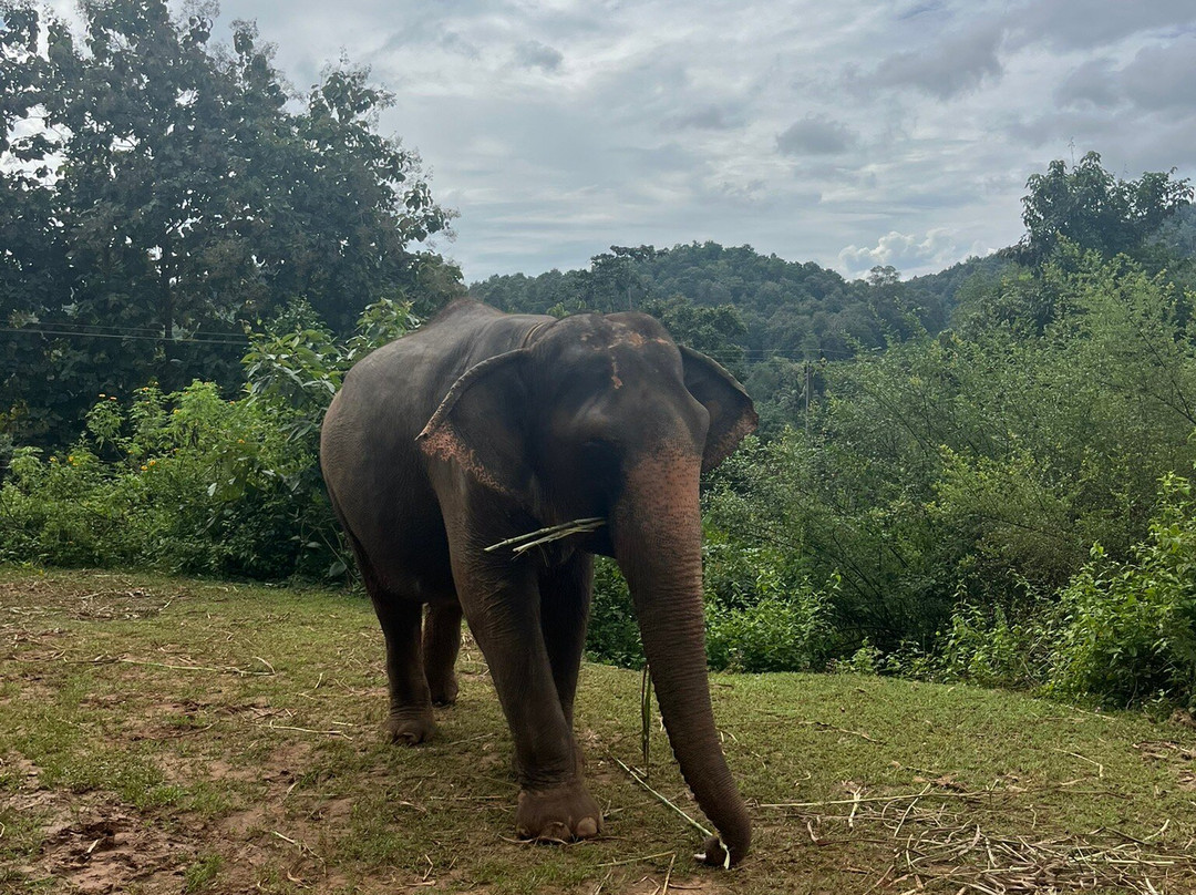 大象生态公园-清迈必去景点