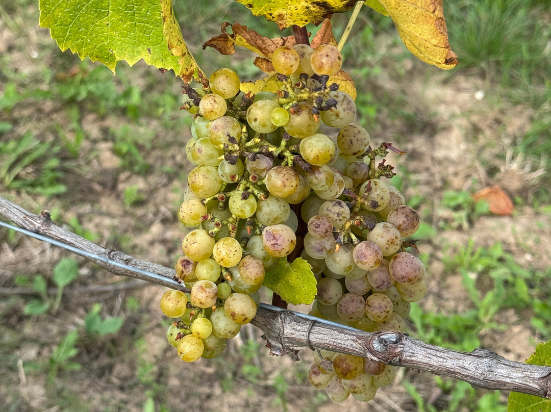 Bleimer Schloss Wein & Sekt-Greding必去景点