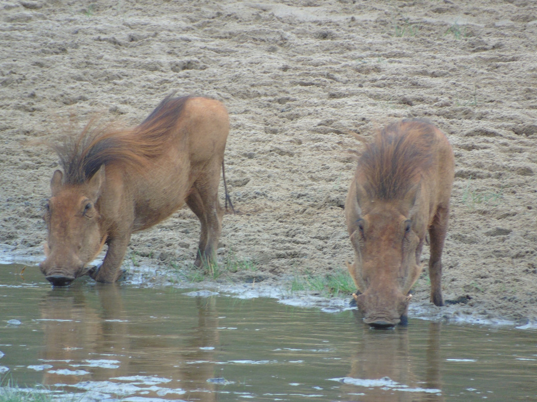 Savannah Explorers Limited-阿鲁沙必去景点