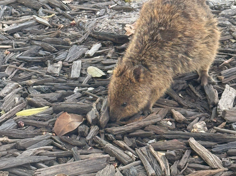 Australian Pinnacle Tours-珀斯必去景点