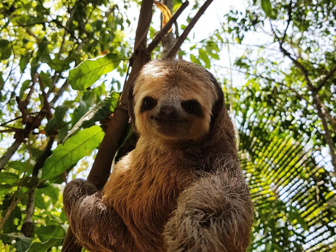 Vila de Alter Pousada Boutique Amazonia主图