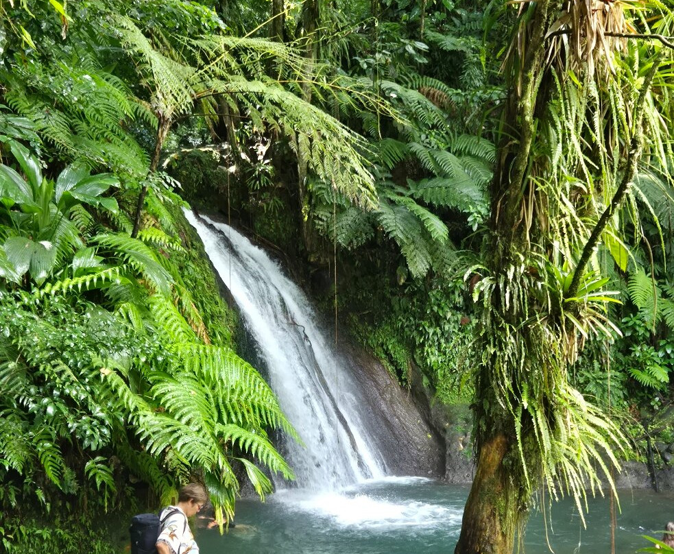 Le Jardin Tropical主图