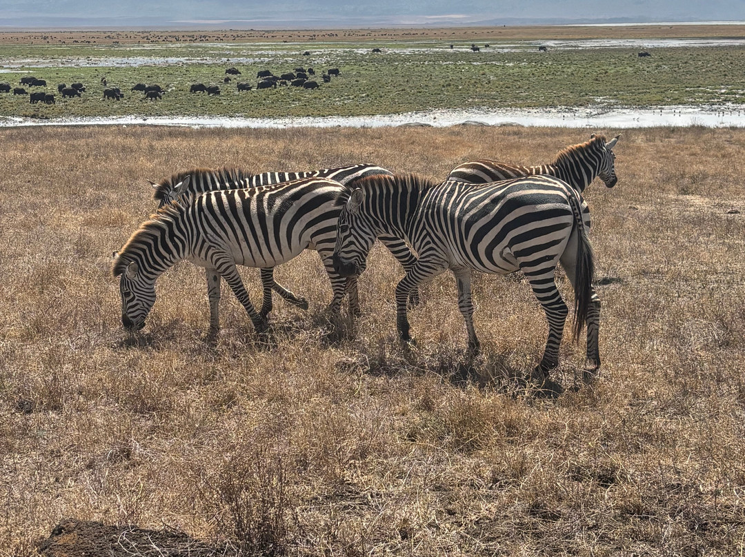Shadows of Africa-阿鲁沙必去景点