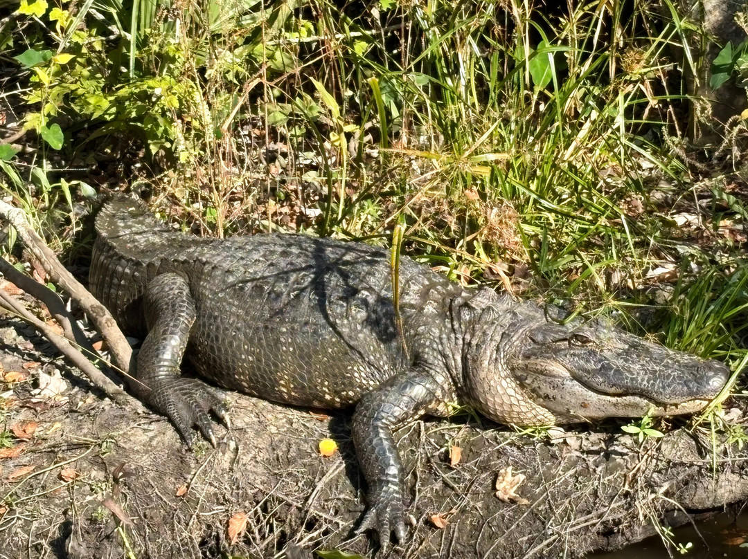 Ragin Cajun Airboat Tours-新奥尔良必去景点
