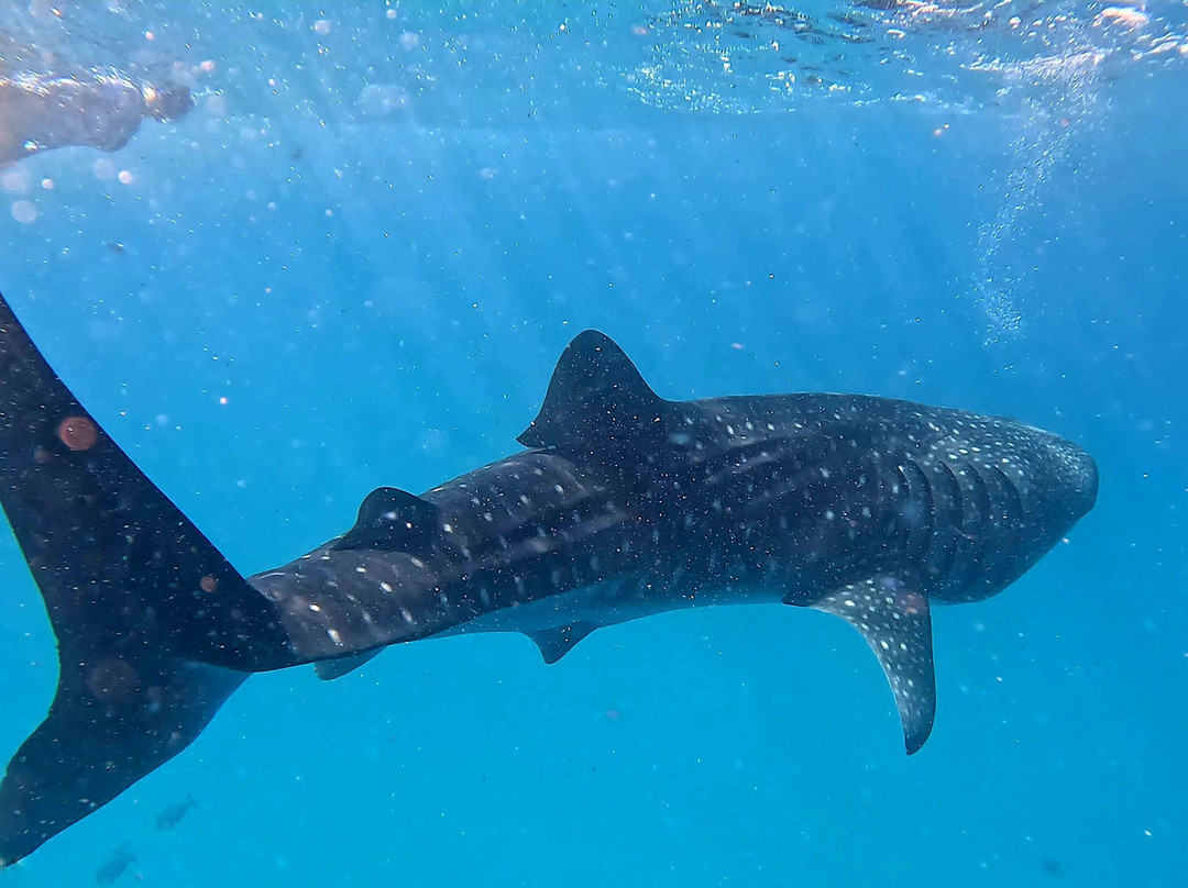 Dharavandhoo Divers-Dharavandhoo必去景点