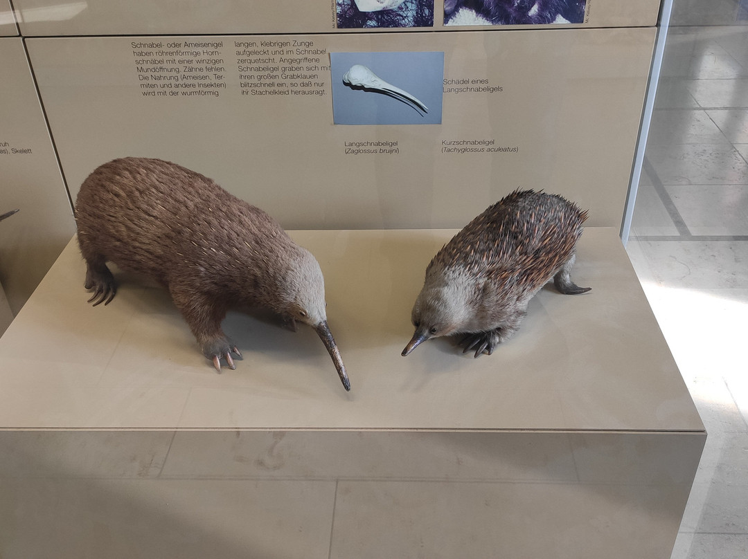 Naturkunde Museum Stuttgart-斯图加特必去景点