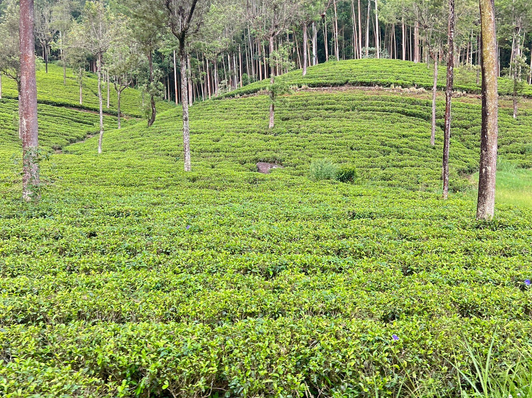 Lanka Tour Driver-Hingurakgoda必去景点