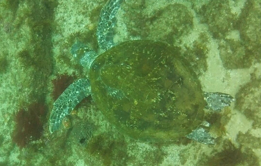 Gold Coast Dive Adventures-Runaway Bay必去景点