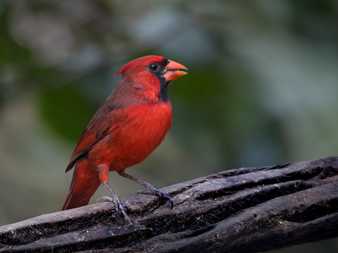 American Birding Guides-Patagonia必去景点