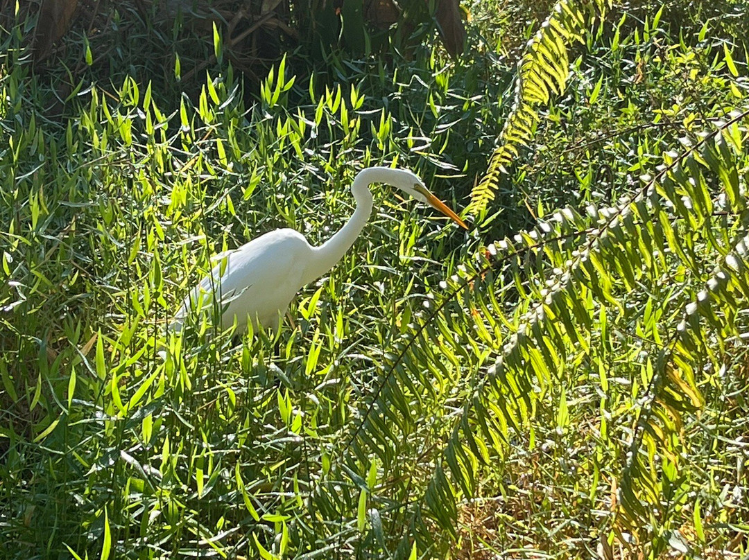 CREW - Bird Rookery Swamp Trails-那不勒斯必去景点