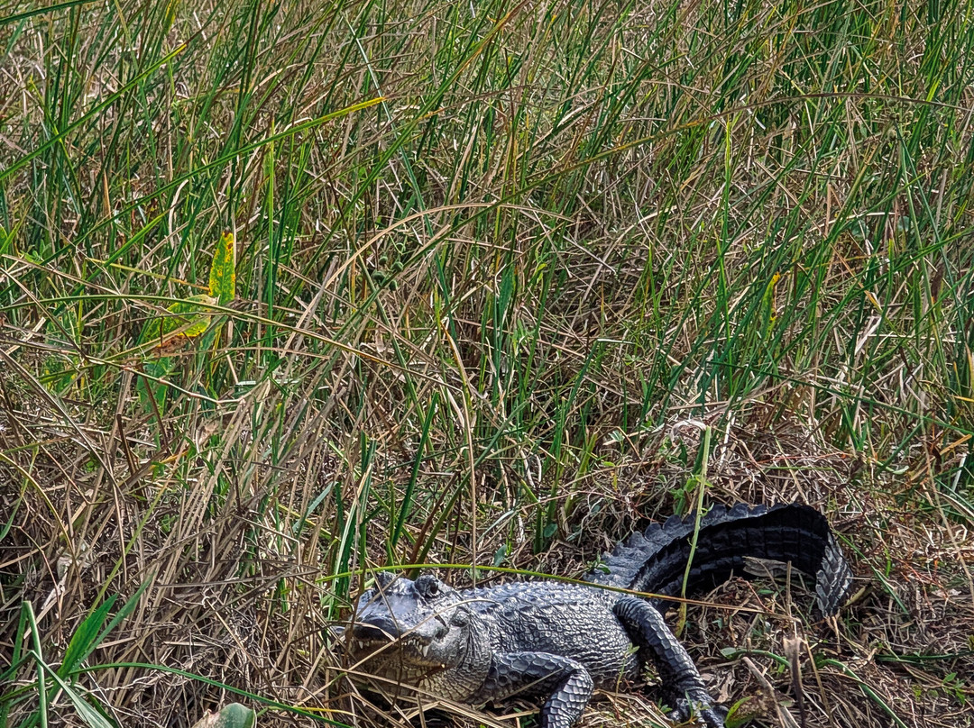 New Orleans Airboat Tours-Marrero必去景点