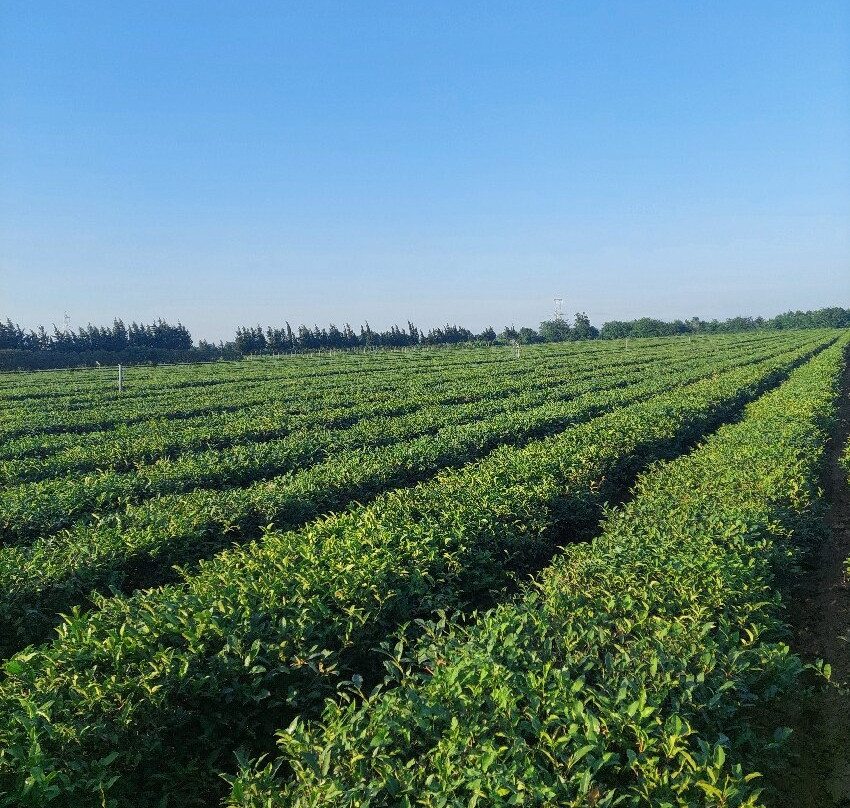 Nilado Green tea plantation