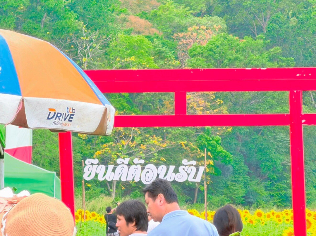 Sunflower Field-帕他那尼空必去景点