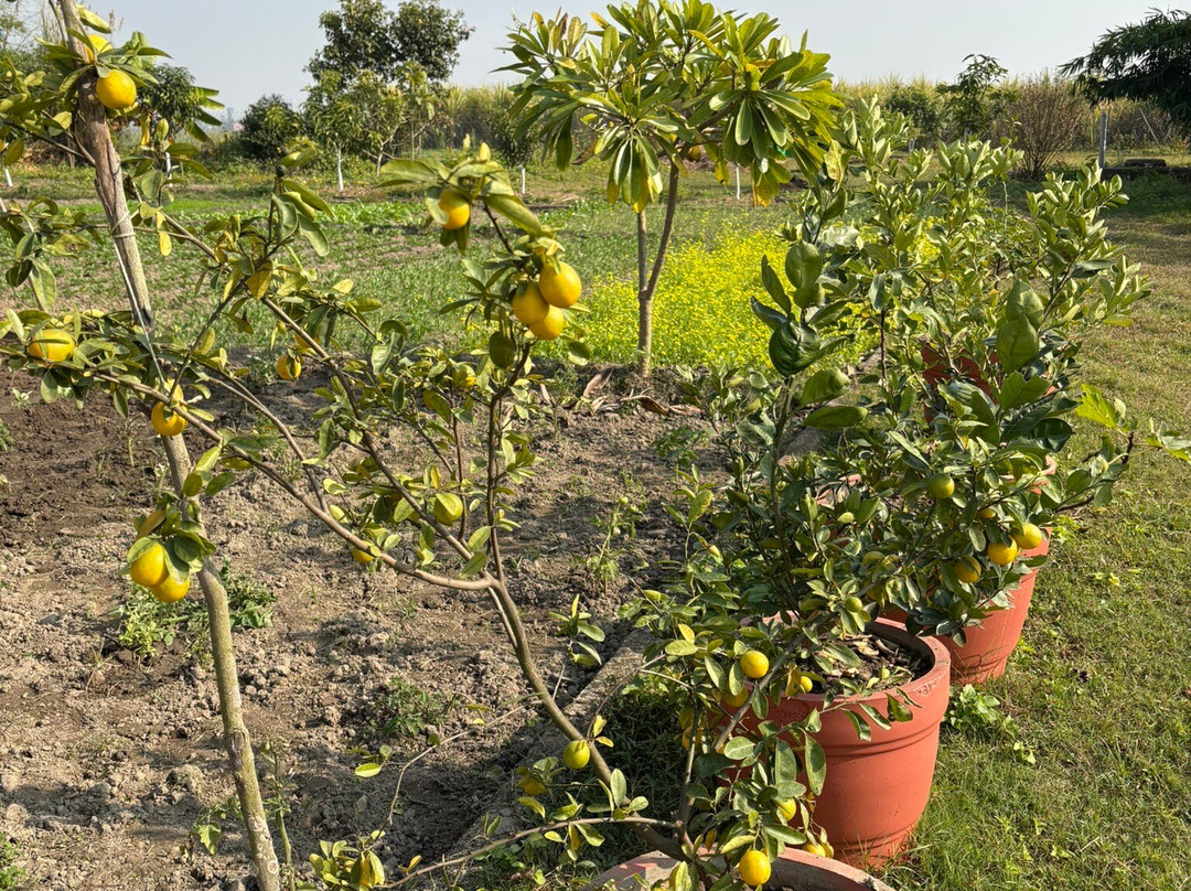 Camp TigerLily主图