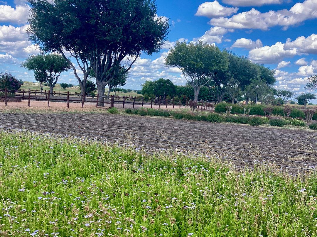 Wildseed Farms-弗雷德里克斯堡必去景点