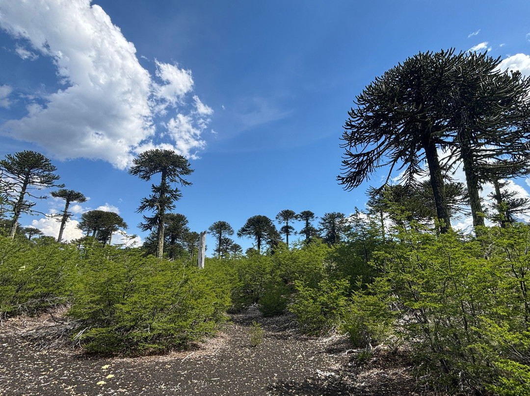 Turismo Trufulco-特木科必去景点