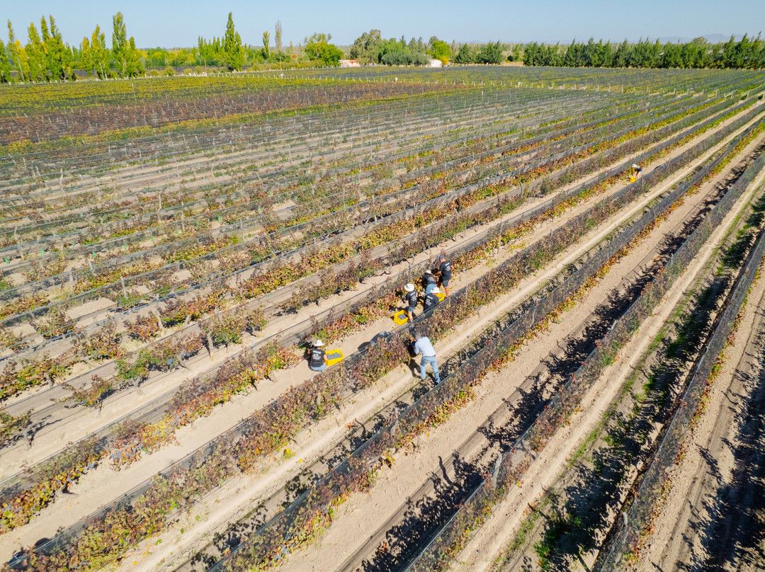 Bodega Iaccarini-圣拉斐尔必去景点