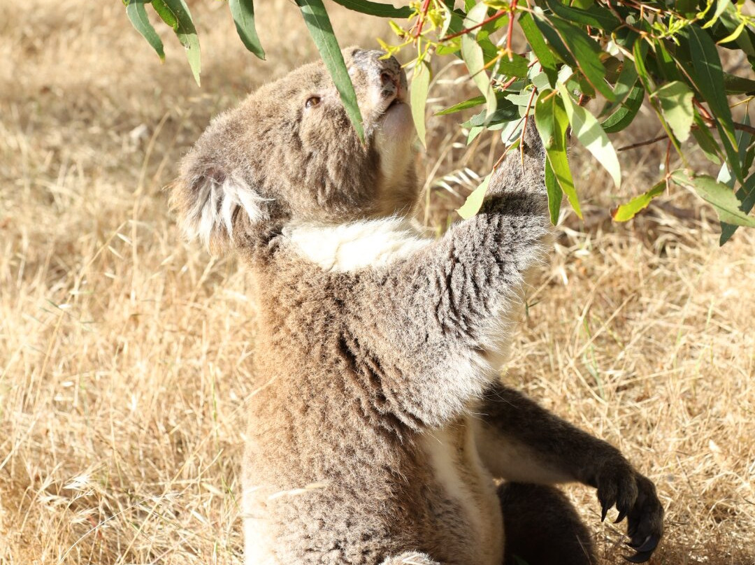 Mikkira Station Koala Sanctuary-Port Lincoln必去景点