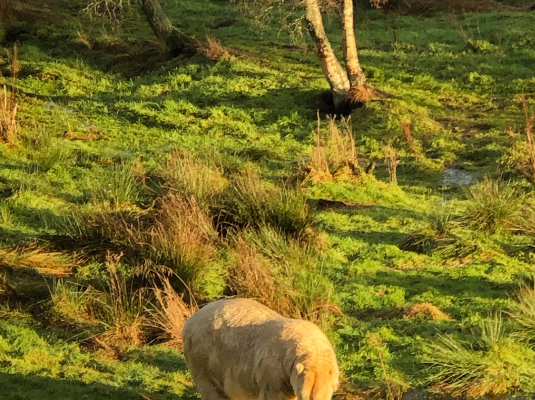 Highland Wildlife Park-Kincraig必去景点