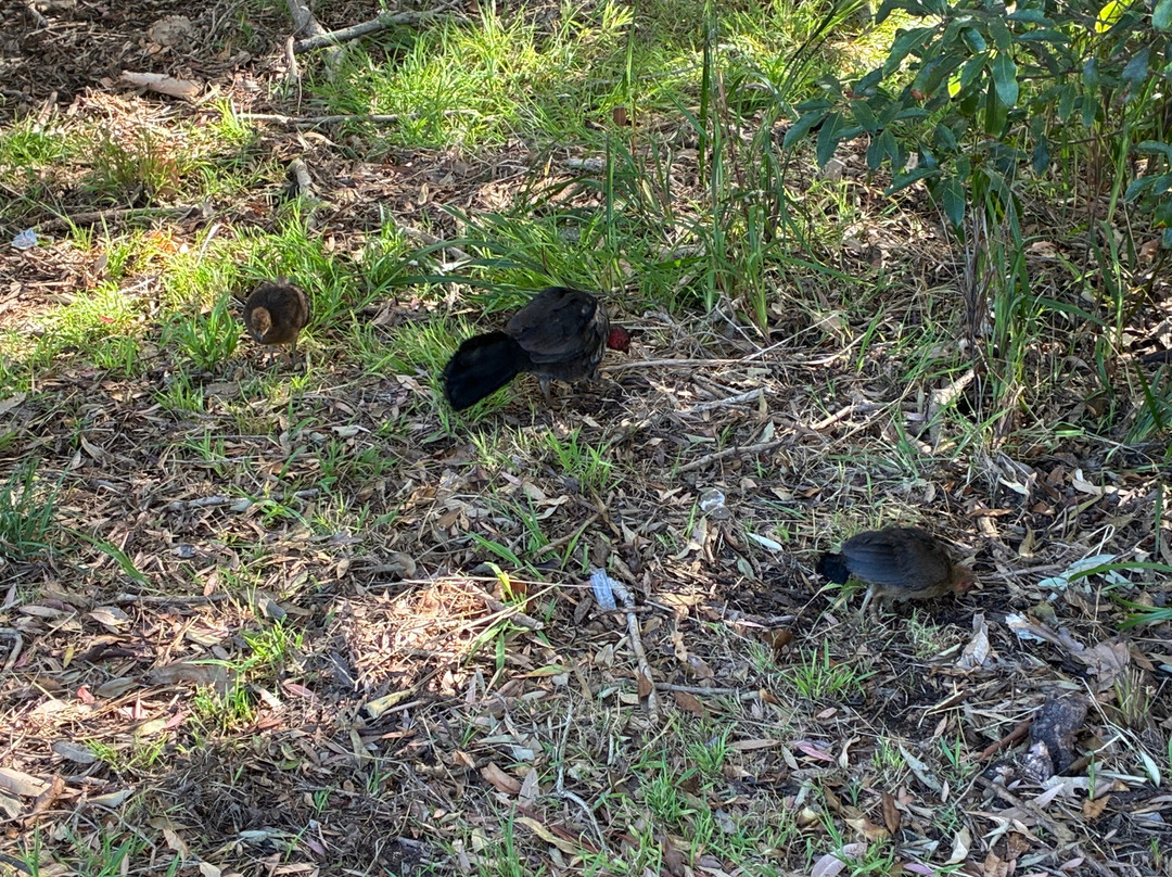 Bicentennial Park-Sydney Olympic Park必去景点
