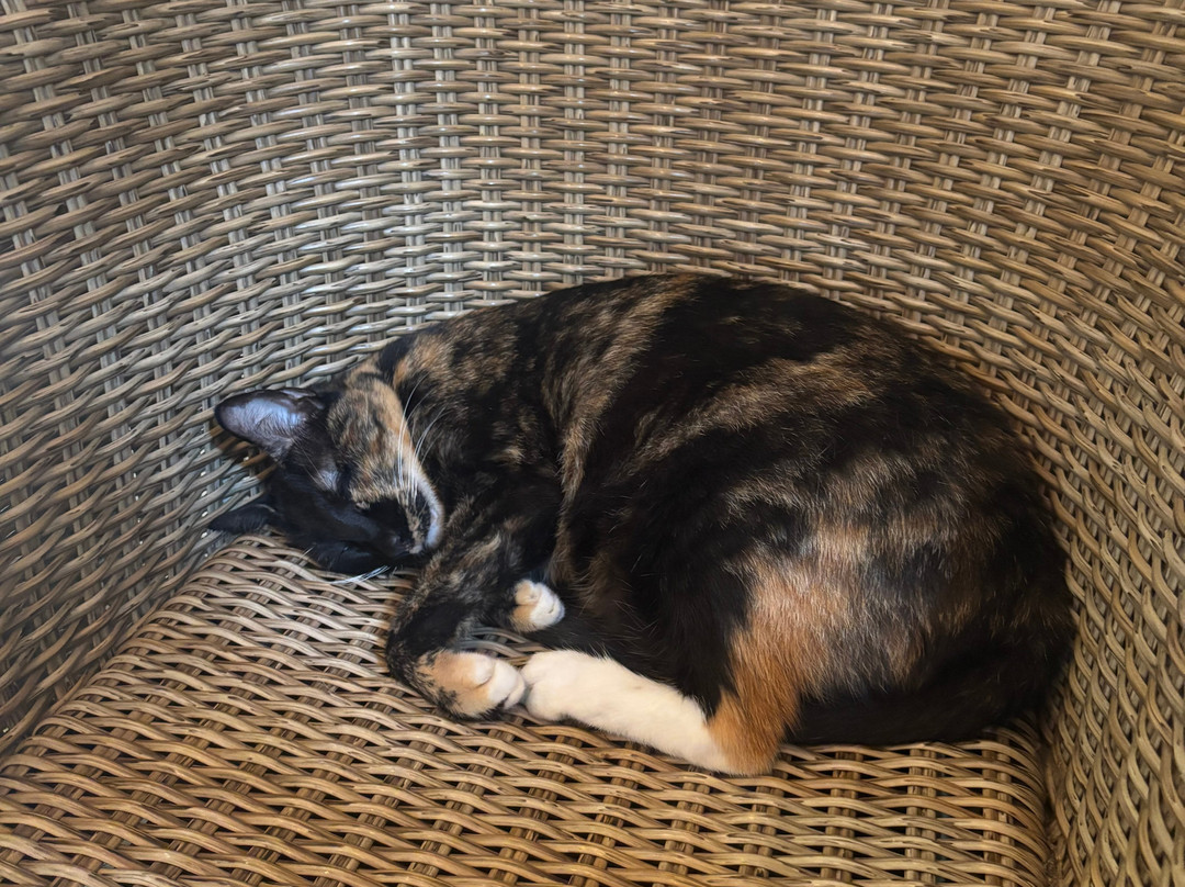 Hotel Holistika主图