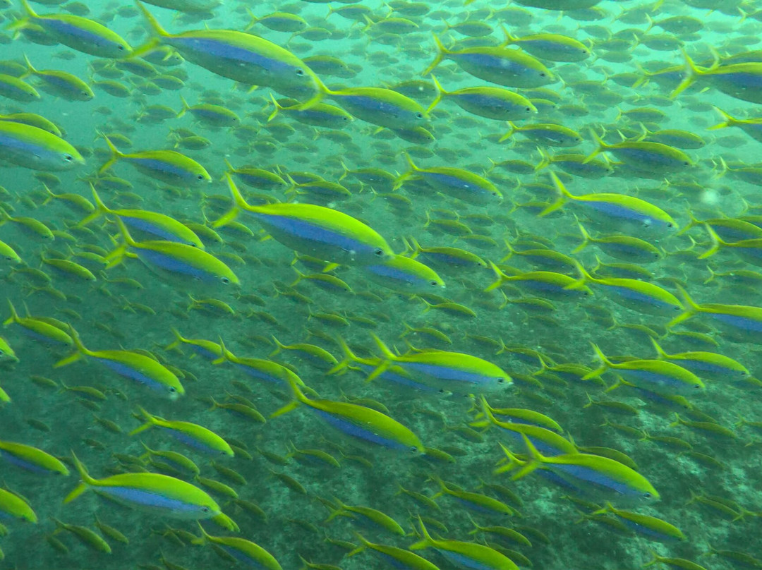 Ocean Dive Centre At Rangali-拉格利岛必去景点